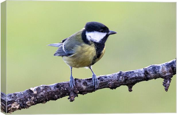 The great tit Canvas Print by kathy white