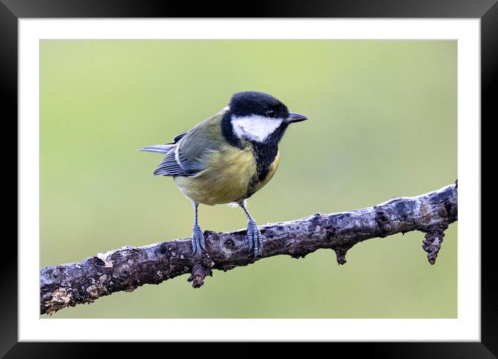 The great tit Framed Mounted Print by kathy white