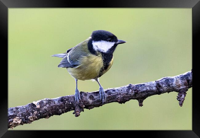 The great tit Framed Print by kathy white