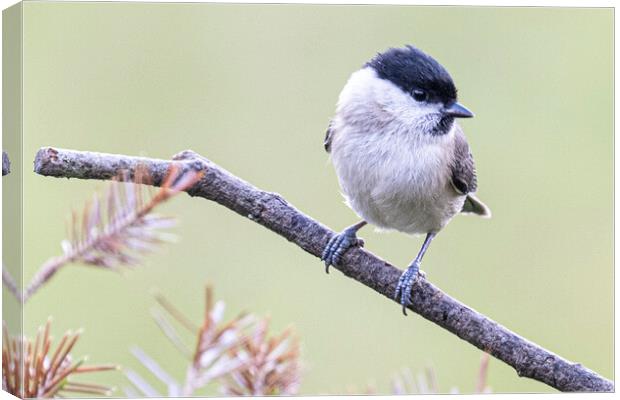  Marsh Tit Canvas Print by kathy white