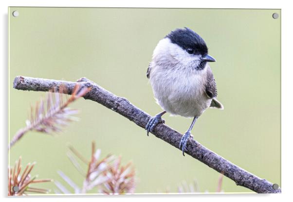  Marsh Tit Acrylic by kathy white