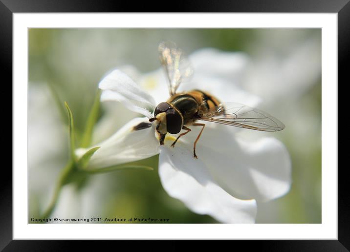 Feeding Hoverfly Framed Mounted Print by Sean Wareing