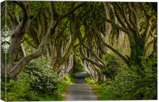 The Dark Hedges Canvas Print by Thomas Schaeffer