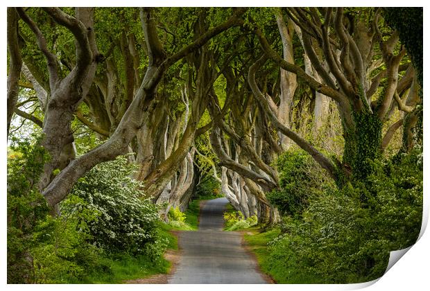 The Dark Hedges Print by Thomas Schaeffer