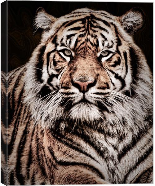 Sumatran Tiger Portrait Canvas Print by Jeni Harney