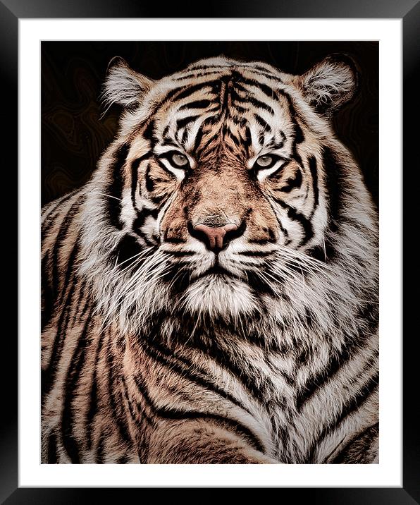 Sumatran Tiger Portrait Framed Mounted Print by Jeni Harney