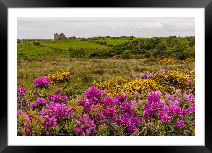 Rhododendronblüte in Mayo Framed Mounted Print by Thomas Schaeffer
