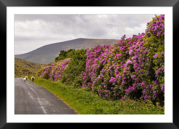 Rhododendronblüte auch der Insel Achill Framed Mounted Print by Thomas Schaeffer