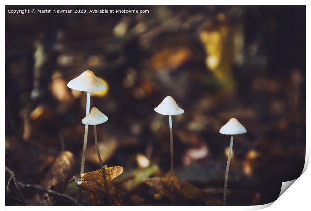 Woodland Fungi Print by Martin Newman