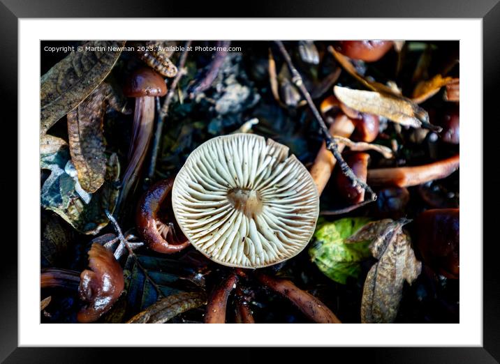 Woodland Fungi Framed Mounted Print by Martin Newman