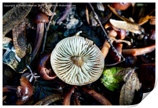 Woodland Fungi Print by Martin Newman