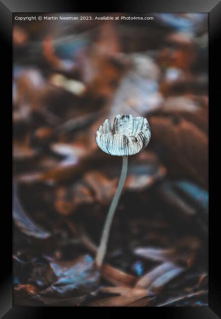 Woodland Fungi Framed Print by Martin Newman