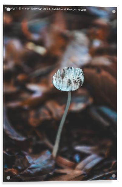 Woodland Fungi Acrylic by Martin Newman