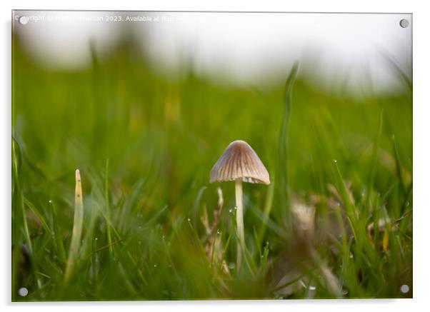 Woodland Fungi Acrylic by Martin Newman