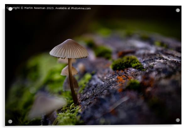 Woodland Fungi Acrylic by Martin Newman