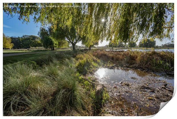 winter sun reflection in a pond Print by Kevin White