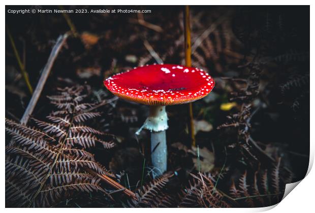 Fly Agaric Print by Martin Newman