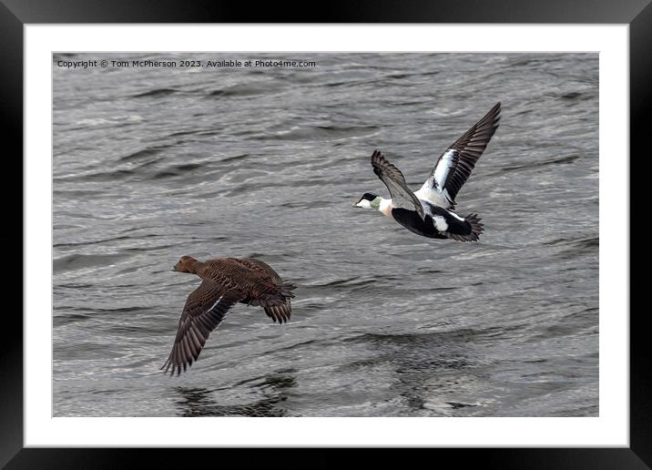 Eiders in Flight Framed Mounted Print by Tom McPherson