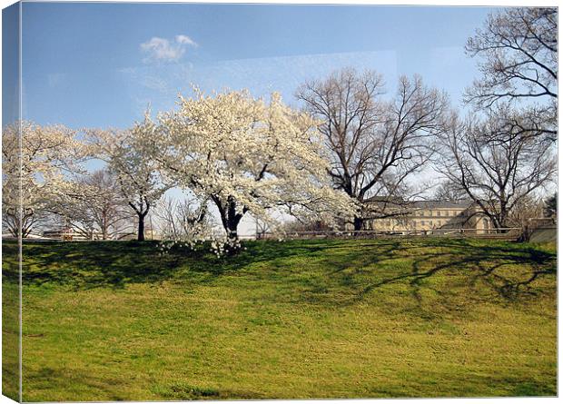 Cherry Blossom Tree Canvas Print by Larry Stolle