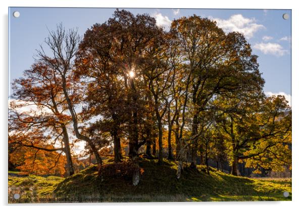 Autumn Glory Acrylic by Richard North