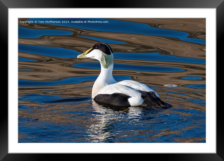 Eider Duck Framed Mounted Print by Tom McPherson