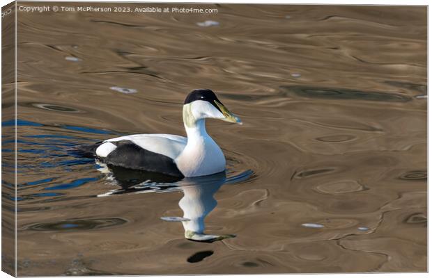 Common Eider Duck, Male Canvas Print by Tom McPherson