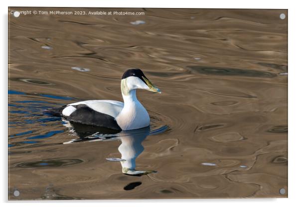 Common Eider Duck, Male Acrylic by Tom McPherson