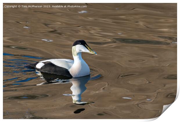 Common Eider Duck, Male Print by Tom McPherson