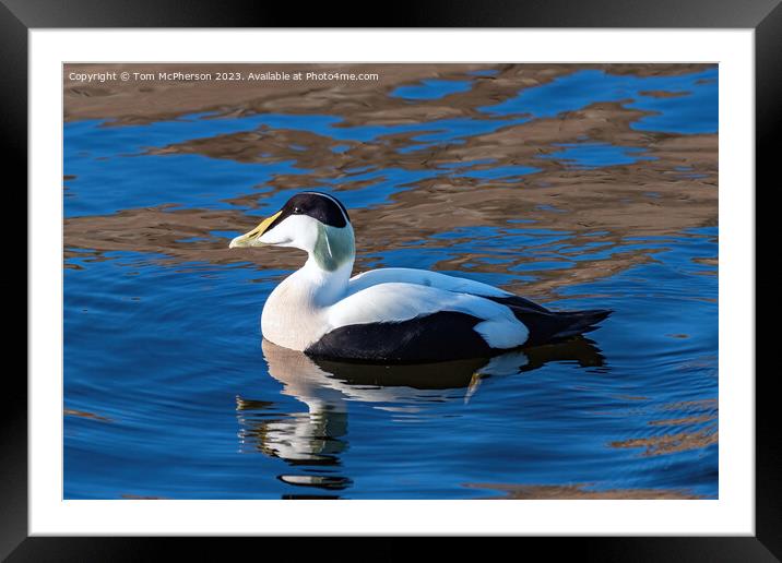 Common Eider Framed Mounted Print by Tom McPherson