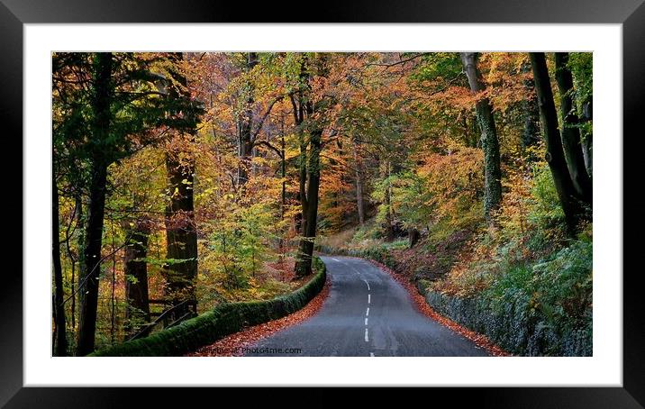 Autumn Trees, Forest of Bowland Framed Mounted Print by Michele Davis