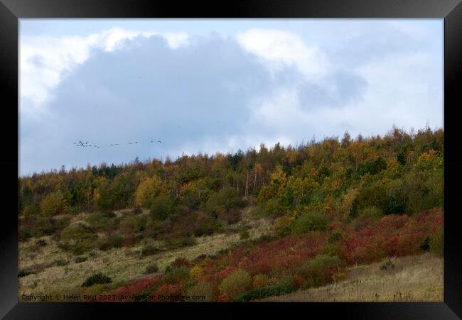 Autumn trees landscape with a flock of birds  Framed Print by Helen Reid