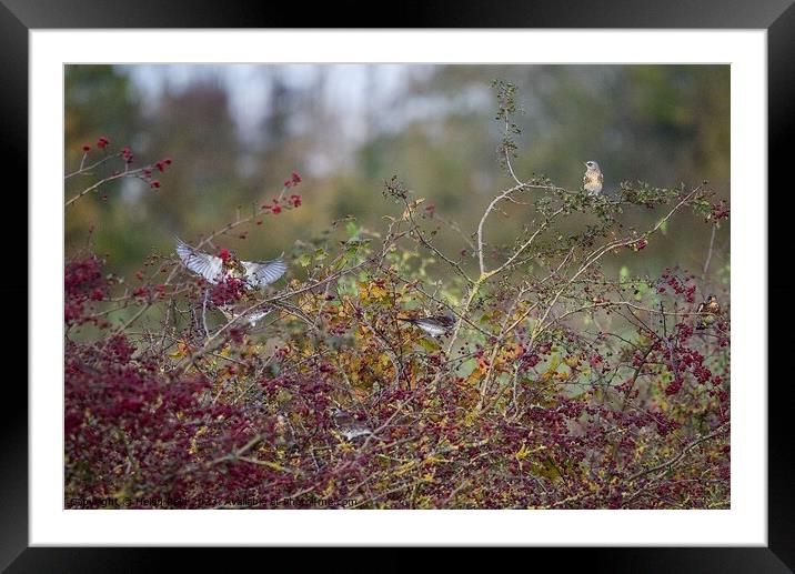 Fieldfare birds eating Autumn red berries Framed Mounted Print by Helen Reid