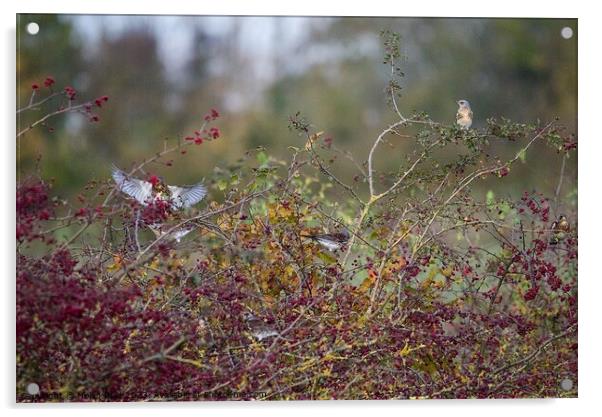 Fieldfare birds eating Autumn red berries Acrylic by Helen Reid