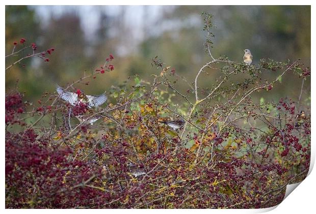 Fieldfare birds eating Autumn red berries Print by Helen Reid