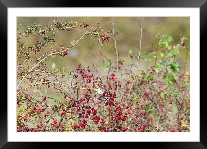 Fieldfare bird perched amongst red hawthorn berries. Framed Mounted Print by Helen Reid