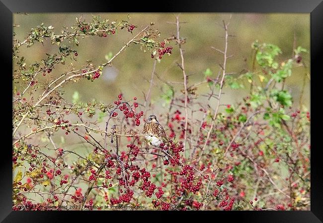 Fieldfare bird perched amongst red hawthorn berries. Framed Print by Helen Reid