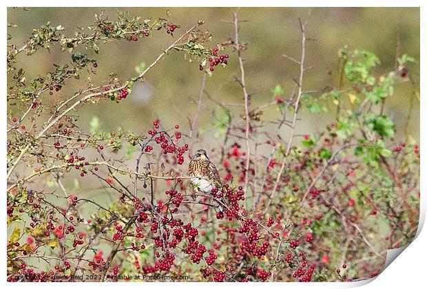 Fieldfare bird perched amongst red hawthorn berries. Print by Helen Reid