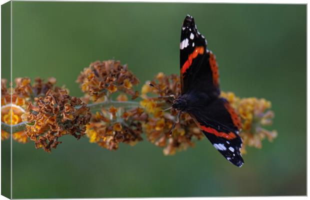 Red admiral Canvas Print by kathy white