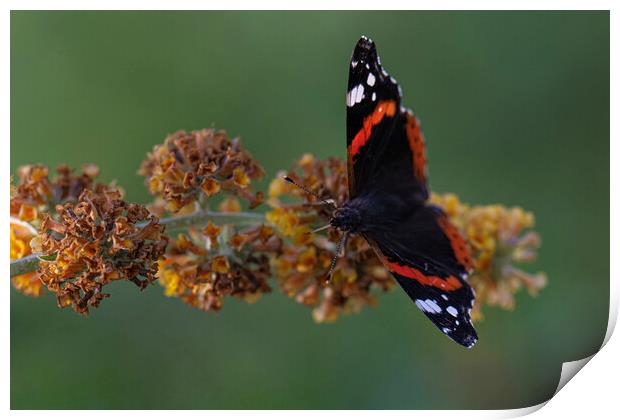 Red admiral Print by kathy white