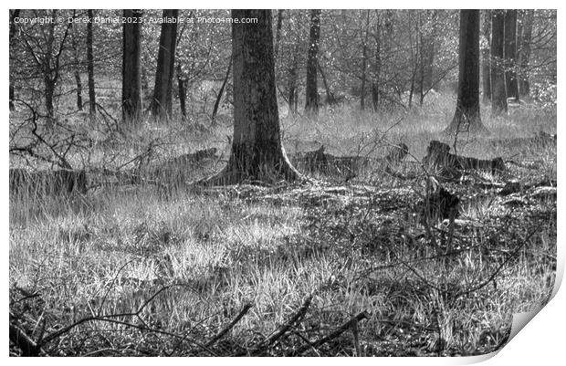 Enchanted Autumn Forest Walk (mono) Print by Derek Daniel