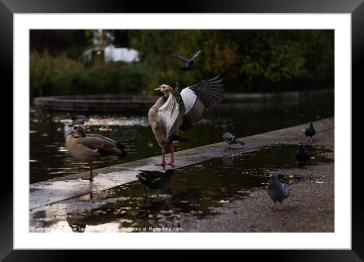 A goose with wings open in a park after rain Framed Mounted Print by Eszter Imrene Virt
