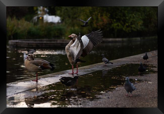 A goose with wings open in a park after rain Framed Print by Eszter Imrene Virt