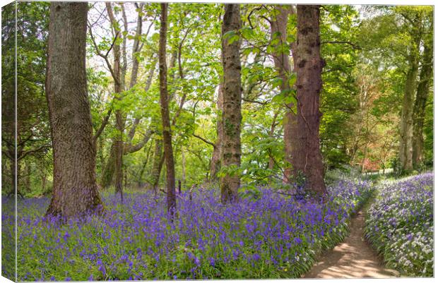 English Bluebell pathway through the Wood,  Canvas Print by kathy white