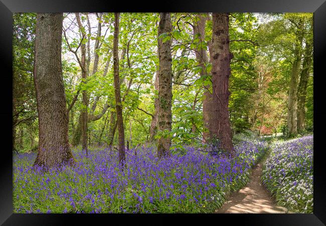 English Bluebell pathway through the Wood,  Framed Print by kathy white