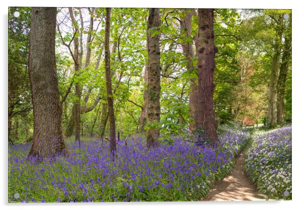English Bluebell pathway through the Wood,  Acrylic by kathy white