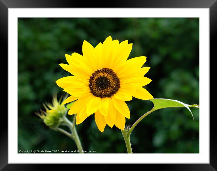 Sunflower Helianthus-Annuus Framed Mounted Print by Susie Peek