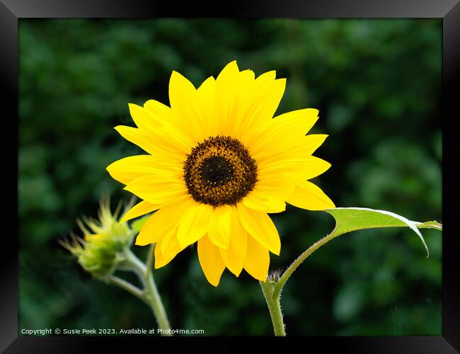 Sunflower Helianthus-Annuus Framed Print by Susie Peek
