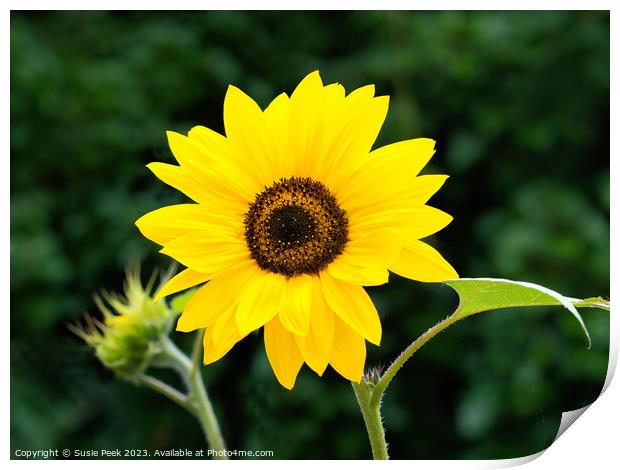 Sunflower Helianthus-Annuus Print by Susie Peek
