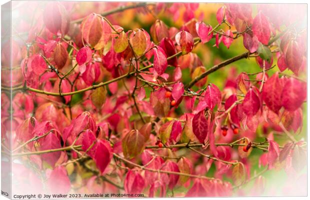 Red Euonymus leaves Canvas Print by Joy Walker
