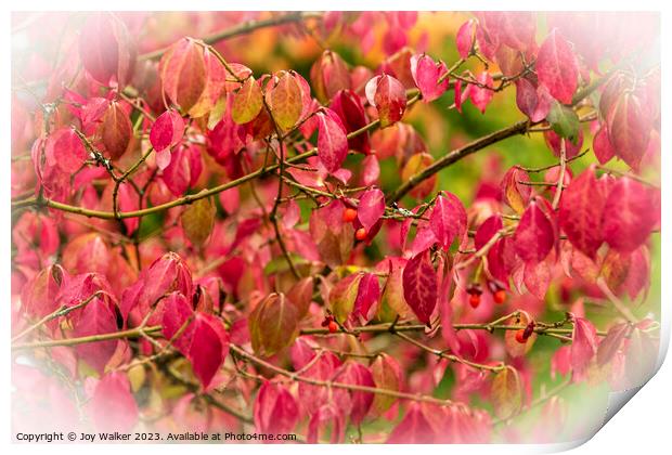 Red Euonymus leaves Print by Joy Walker